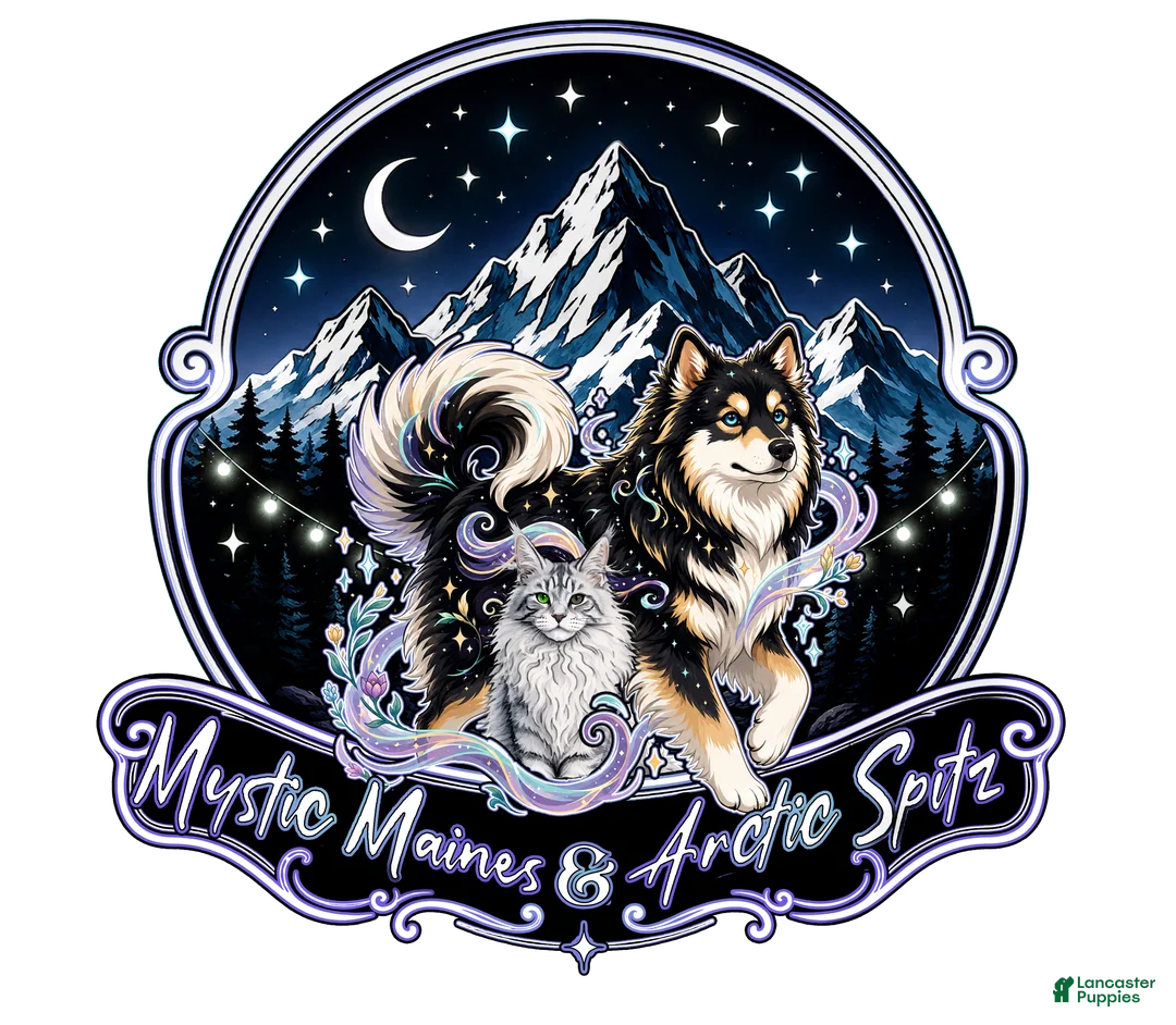Pomsky dogs for sale: Pomsky - Male 3 of 3 - Ad 4