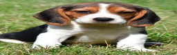 Beagle dogs for sale: Cash - Ad 1