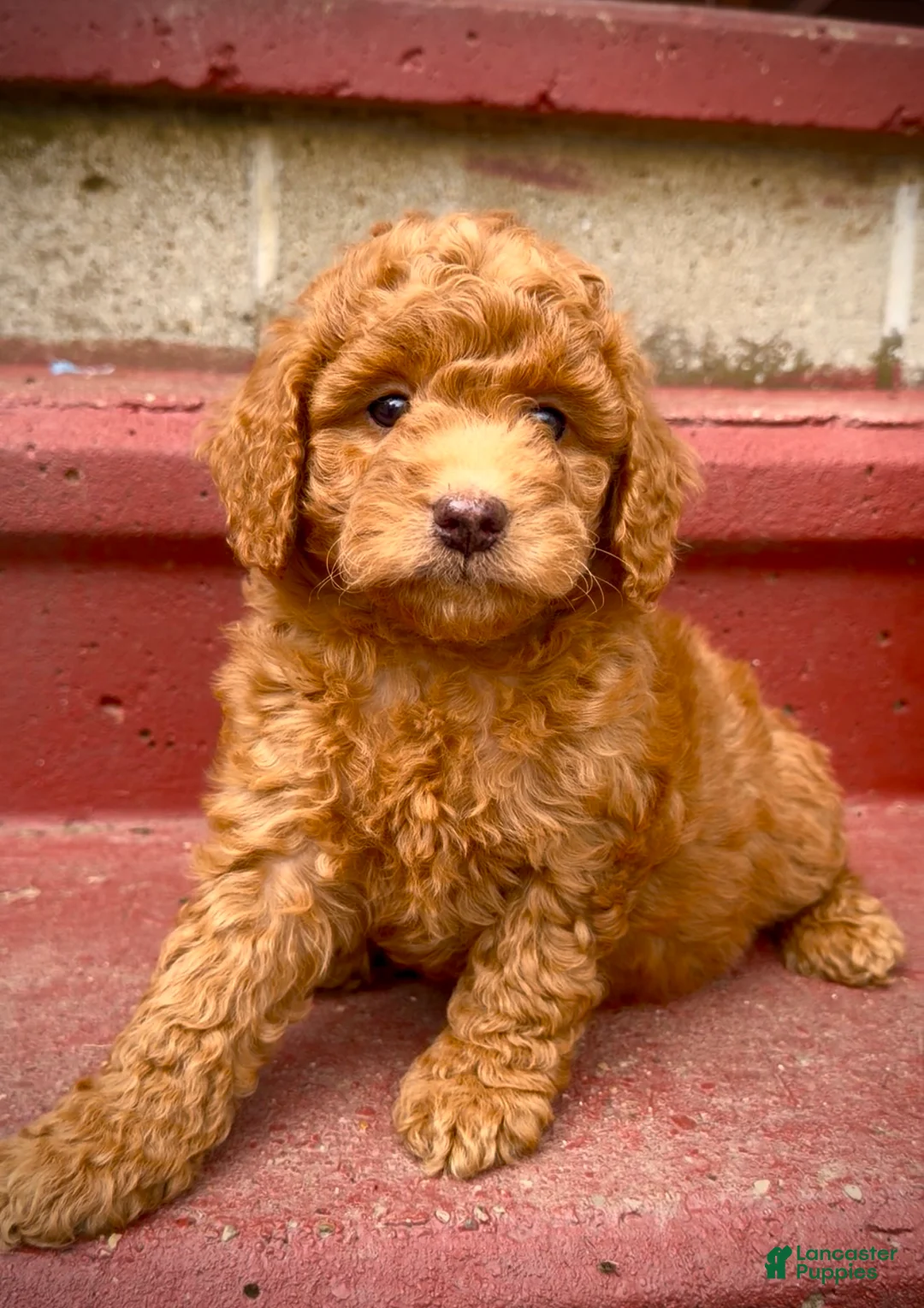 Mini Goldendoodle dogs for sale: Ham charting 20-30 pounds  - Ad 2