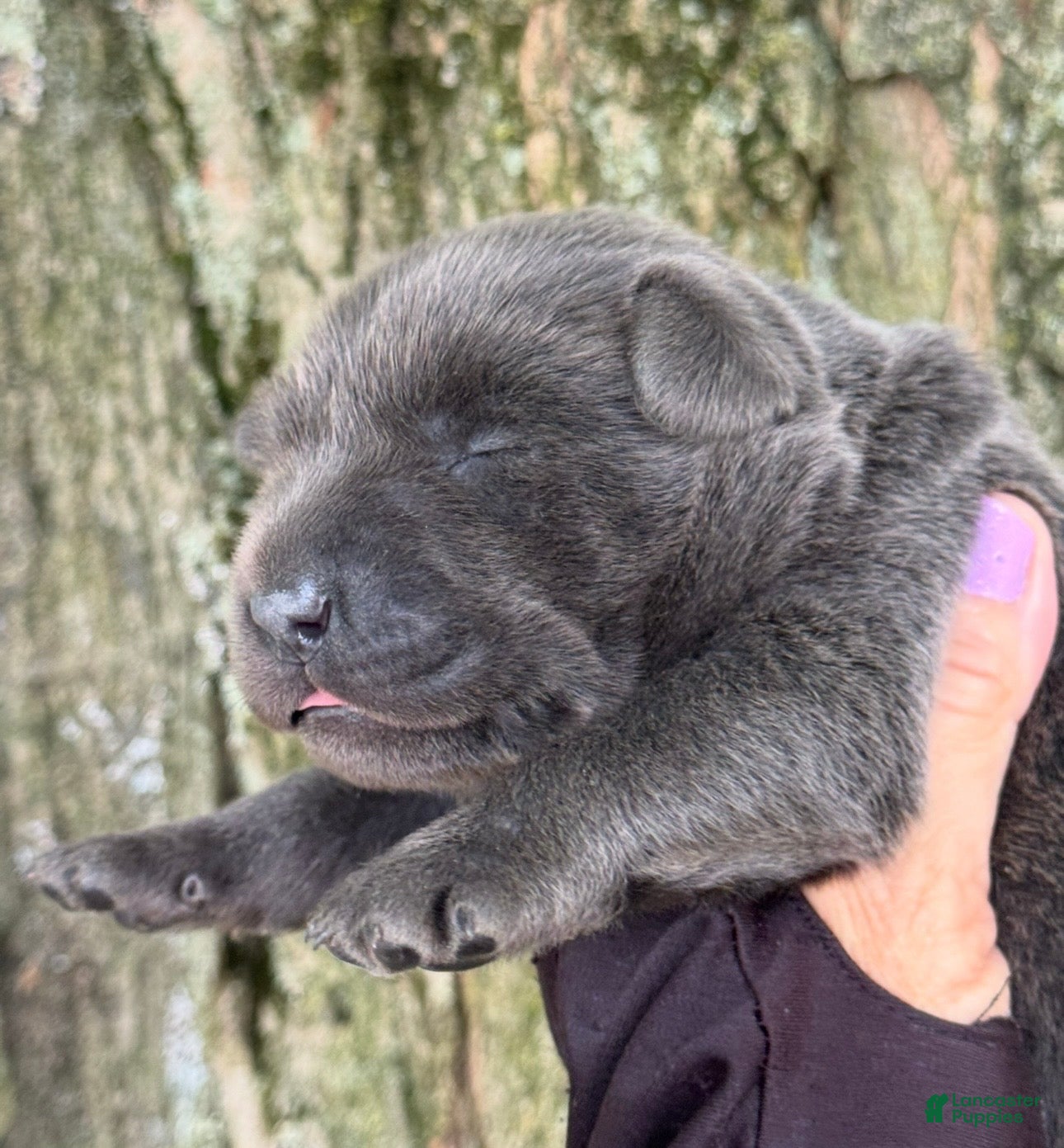Labrador Retriever dogs Labrador Retriever 2 - Ad 2