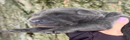 Labrador Retriever dogs for sale: Labrador Retriever 2 - Ad 2
