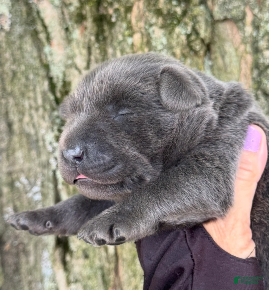 Labrador Retriever dogs for sale: Labrador Retriever 2 - Ad 2