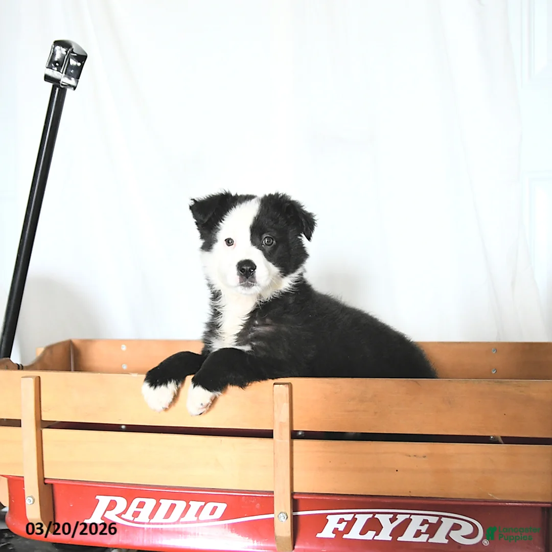 Border Collie dogs for sale: Freya - Ad 3
