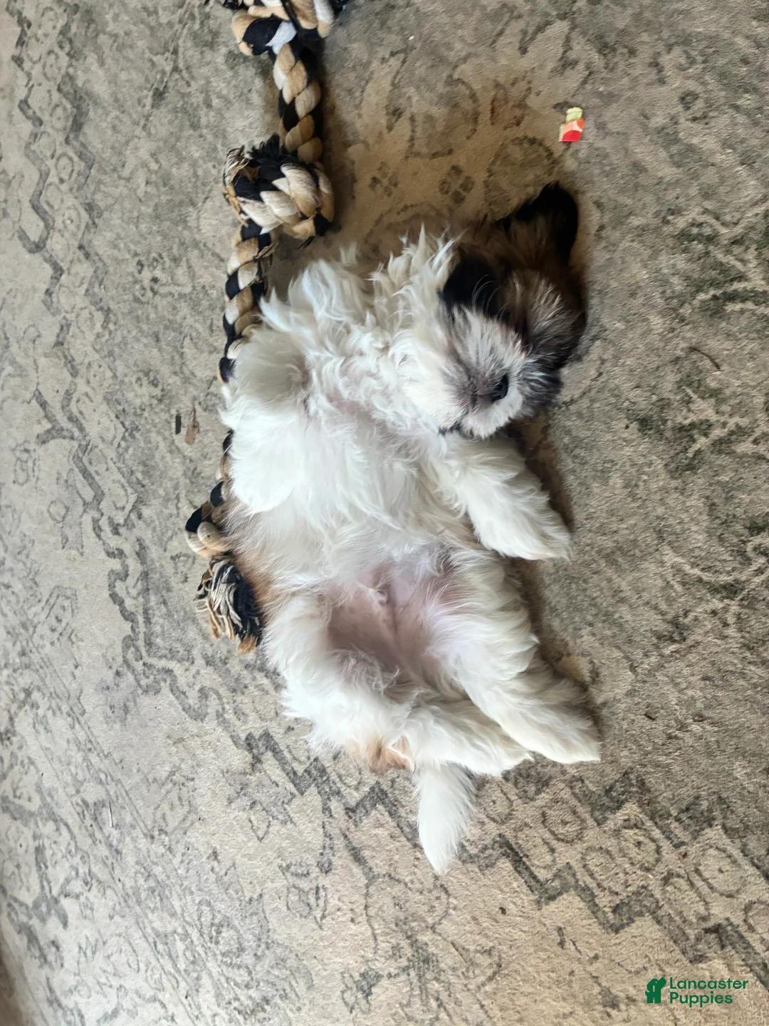 Shih Tzu dogs for sale: Shih Tzu 1 - Ad 2