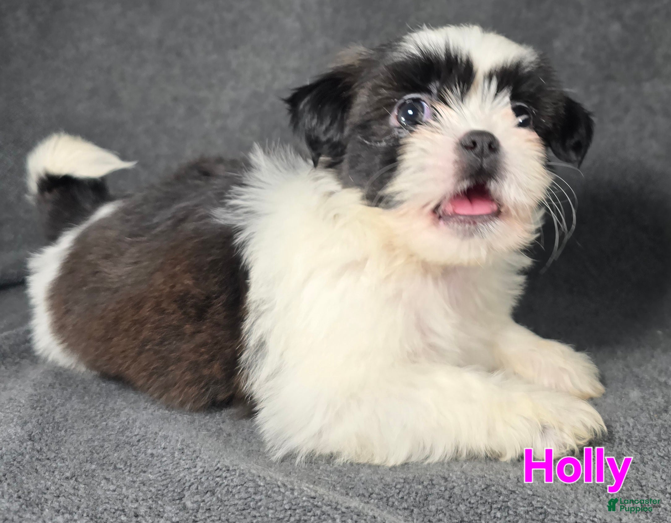 Shih Tzu dogs Holly - Ad 2