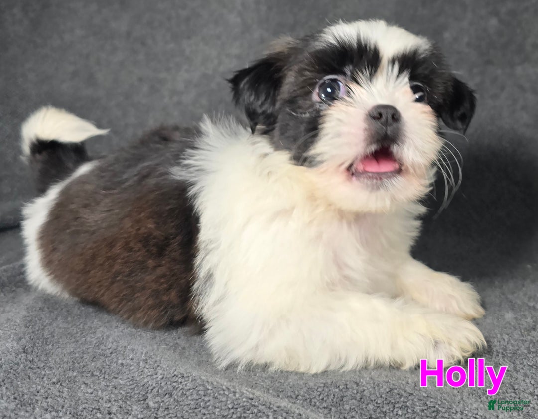 Shih Tzu dogs for sale: Holly - Ad 1