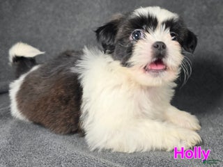 Shih Tzu dogs Holly - Ad 2