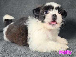 Shih Tzu dogs Holly - Ad 21