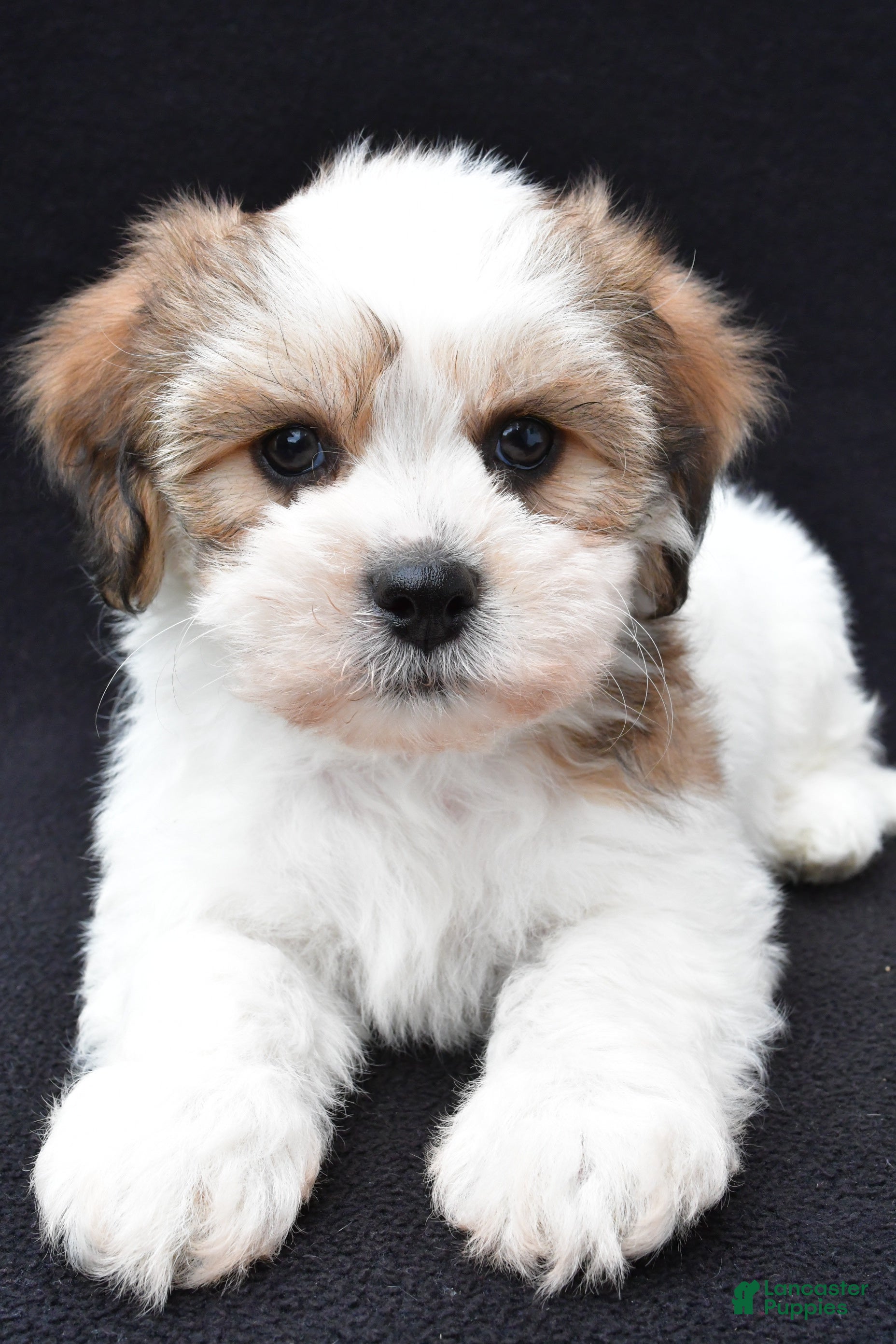 Shihpoo dogs Riley - Ad 1