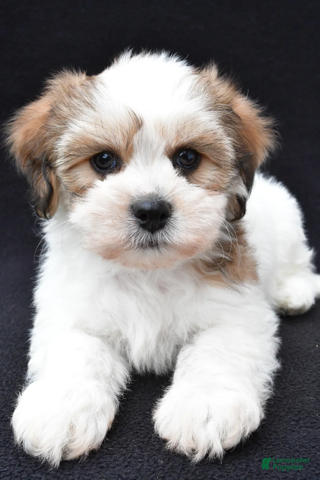 Shihpoo dogs for sale: Riley - Ad 1