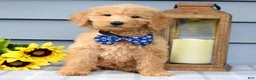 Goldendoodle dogs for sale: Felix - Ad 4
