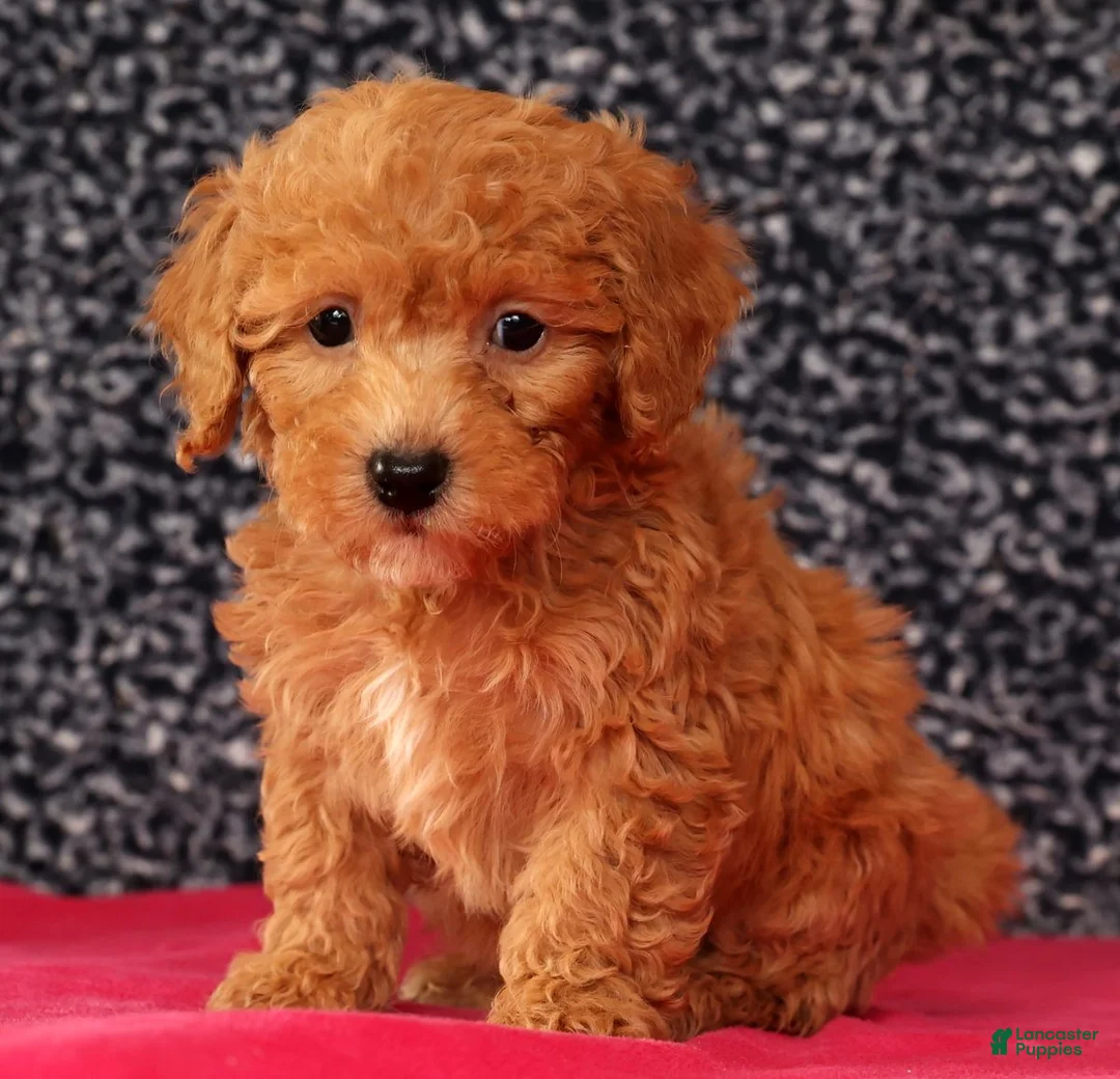 Bichpoo dogs for sale: Foster - Ad 2