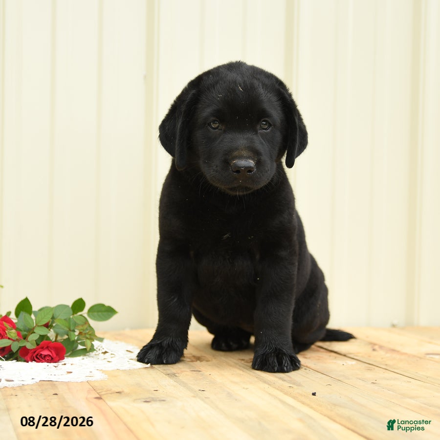 Labrador Retriever dogs Gretchen - Ad 1