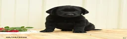 Labrador Retriever dogs for sale: Gretchen - Ad 1