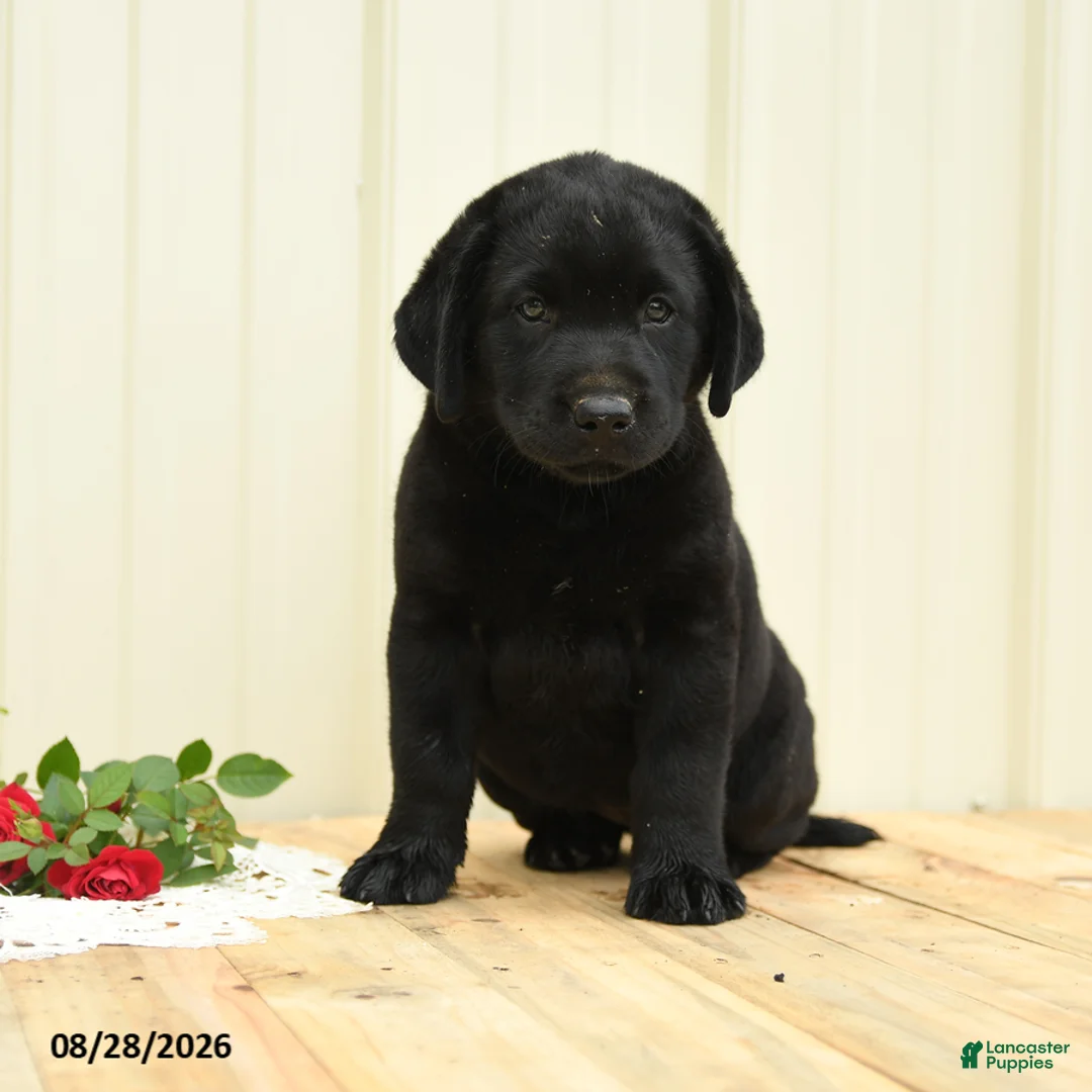 Labrador Retriever dogs for sale: Gretchen - Ad 1
