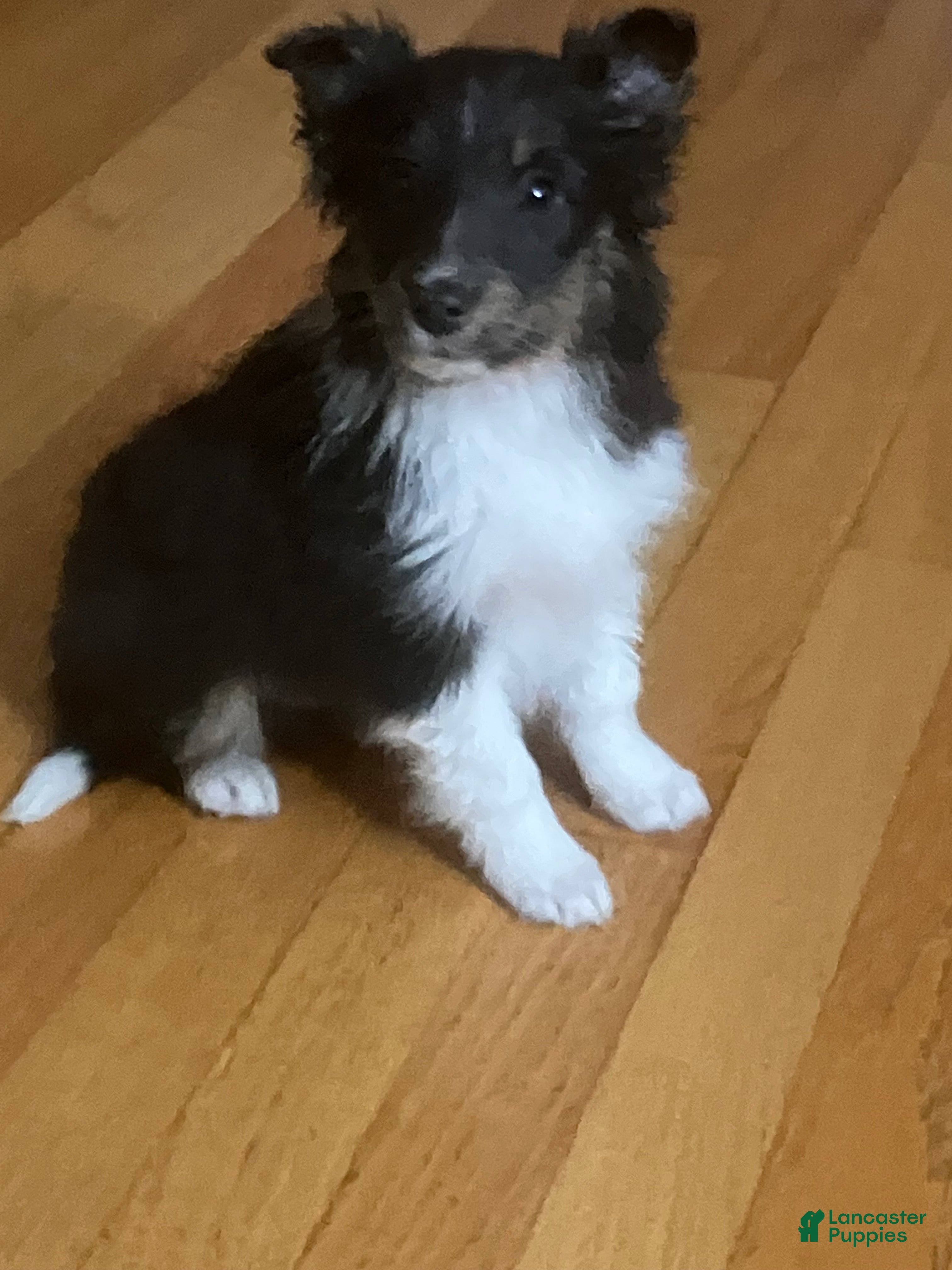 Shetland Sheepdog dogs Lucas - Ad 37