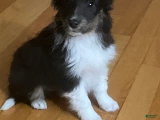 Shetland Sheepdog dogs Lucas - Ad 37
