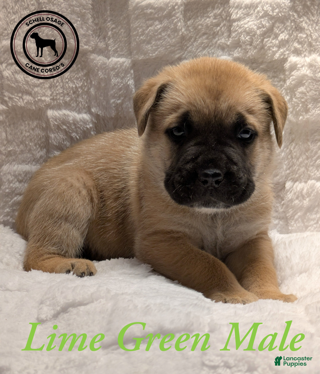 Cane Corso dogs for sale: Lime Green  - Ad 2