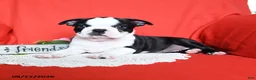 Boston Terrier dogs for sale: Alaina - Ad 5