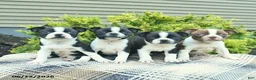 Boston Terrier dogs for sale: Leo  - Ad 3