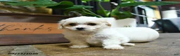 Maltipoo dogs for sale: Xochitl - Ad 3