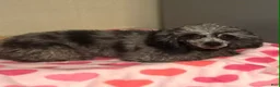Toy Poodle dogs for sale: Double T apricot male - Ad 8