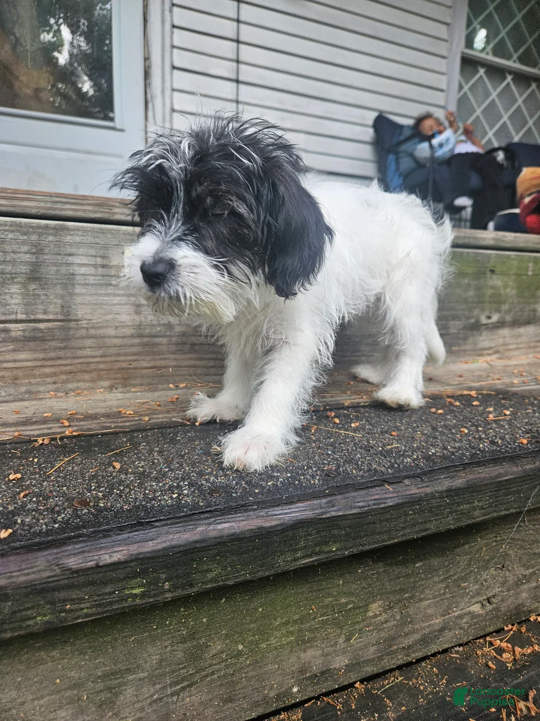 Mixed Breed dogs for sale: Mixed Breed 1 - Ad 2