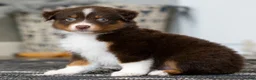 Miniature Australian Shepherd dogs for sale: Rugar - Ad 1