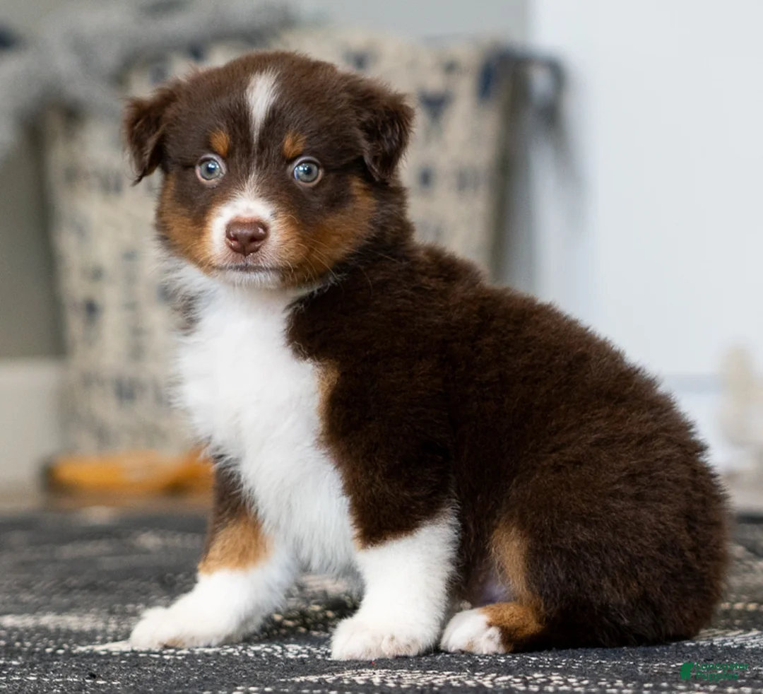 Miniature Australian Shepherd dogs for sale: Rugar - Ad 1