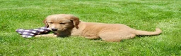 Golden Retriever dogs for sale: Rover - Ad 6