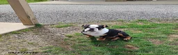 English Bulldog dogs for sale: Reuben - Ad 3