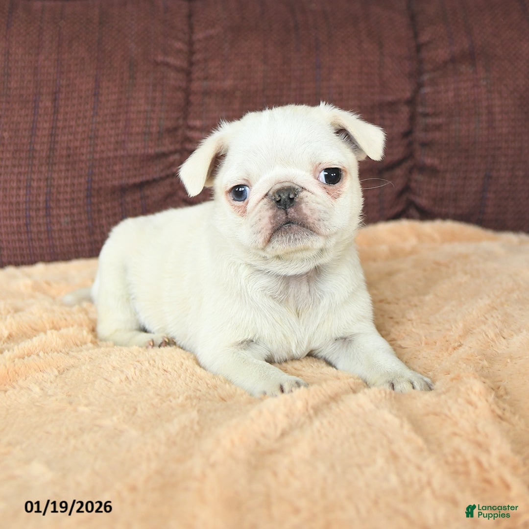 Pug dogs for sale: Wellington - Ad 2