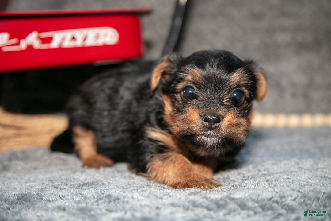 Yorkshire Terrier dogs for sale: Sasha - Ad 2