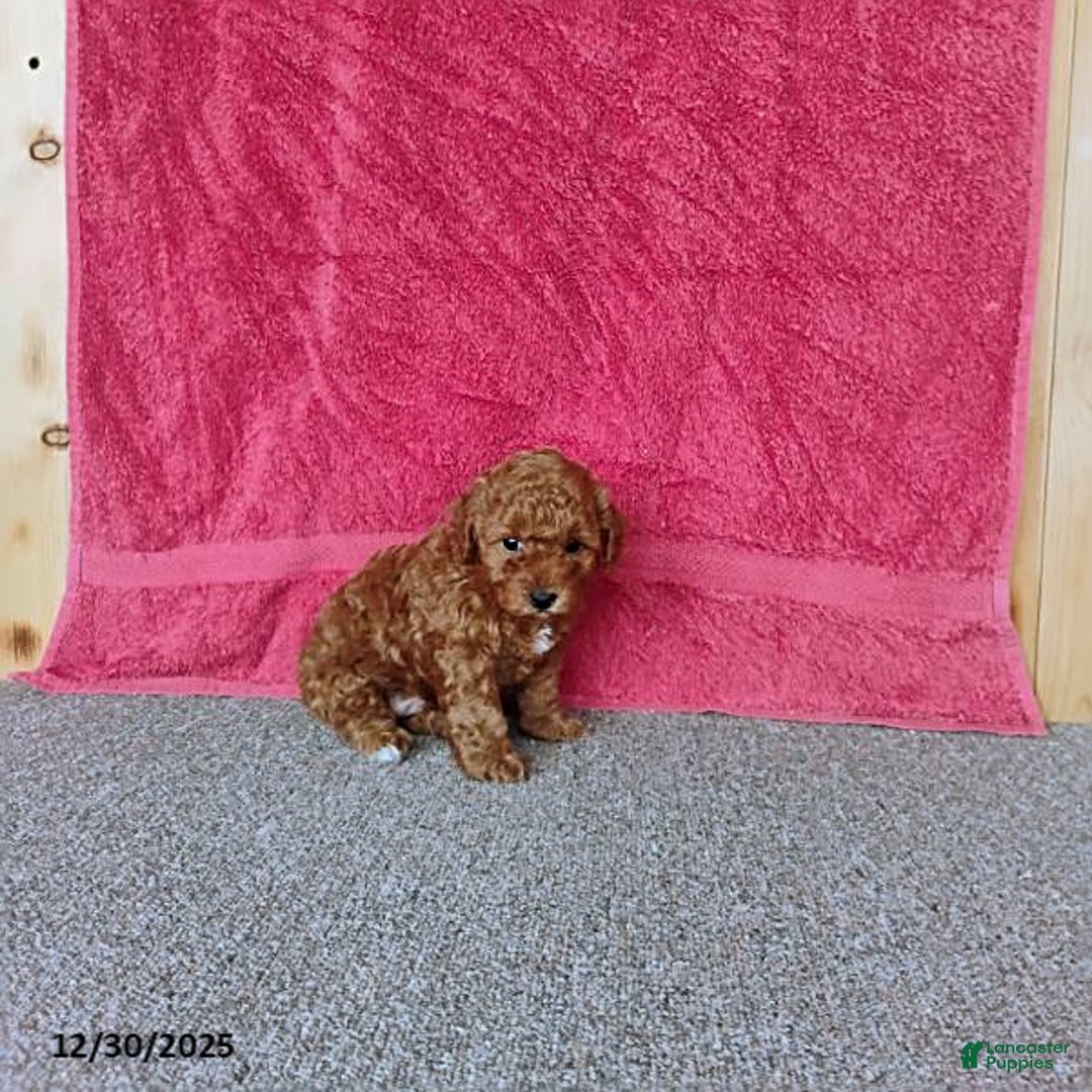 Toy Poodle dogs for sale: Chewy - Ad 5