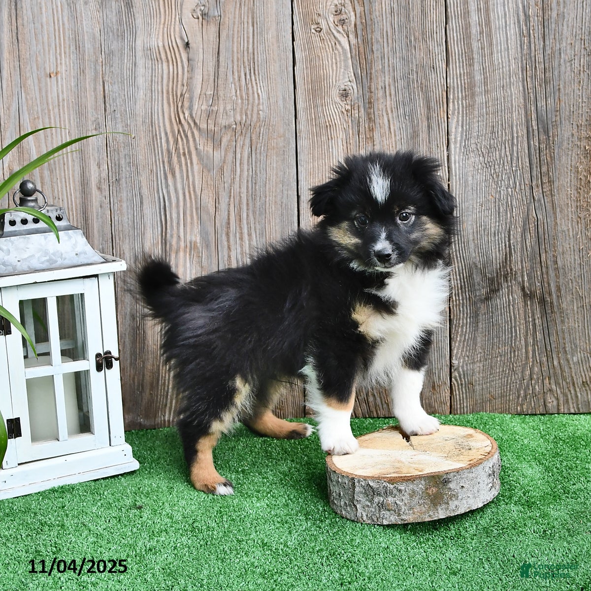 Miniature Australian Shepherd Puppies for sale Lancaster Puppies