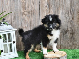 Miniature Australian Shepherd dogs Rambo - Ad 37