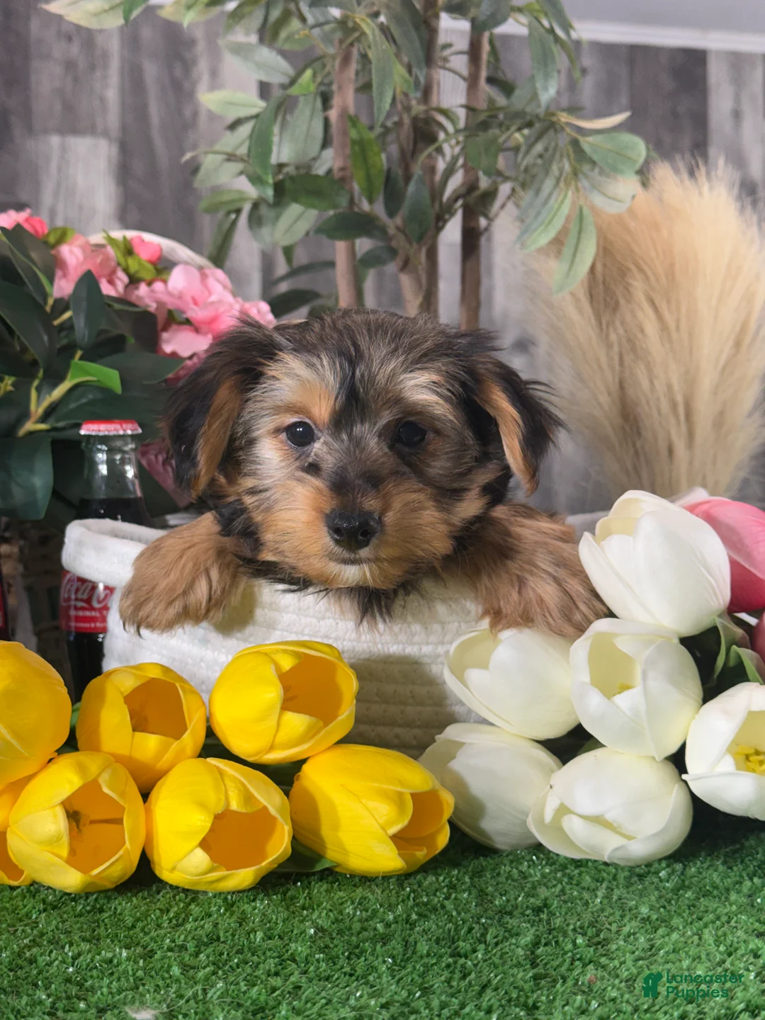 Yorkshire Terrier dogs for sale: Yeti🥤 - Ad 2