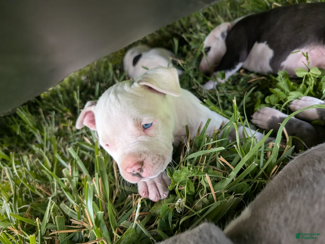 American Pit Bull Terrier dogs for sale: American Pit Bull Terrier Puppy 1 - Ad 1