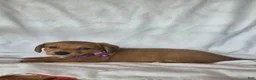 Miniature Dachshund dogs for sale: Dot - Ad 1