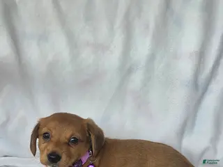 Miniature Dachshund dogs Dot - Ad 25