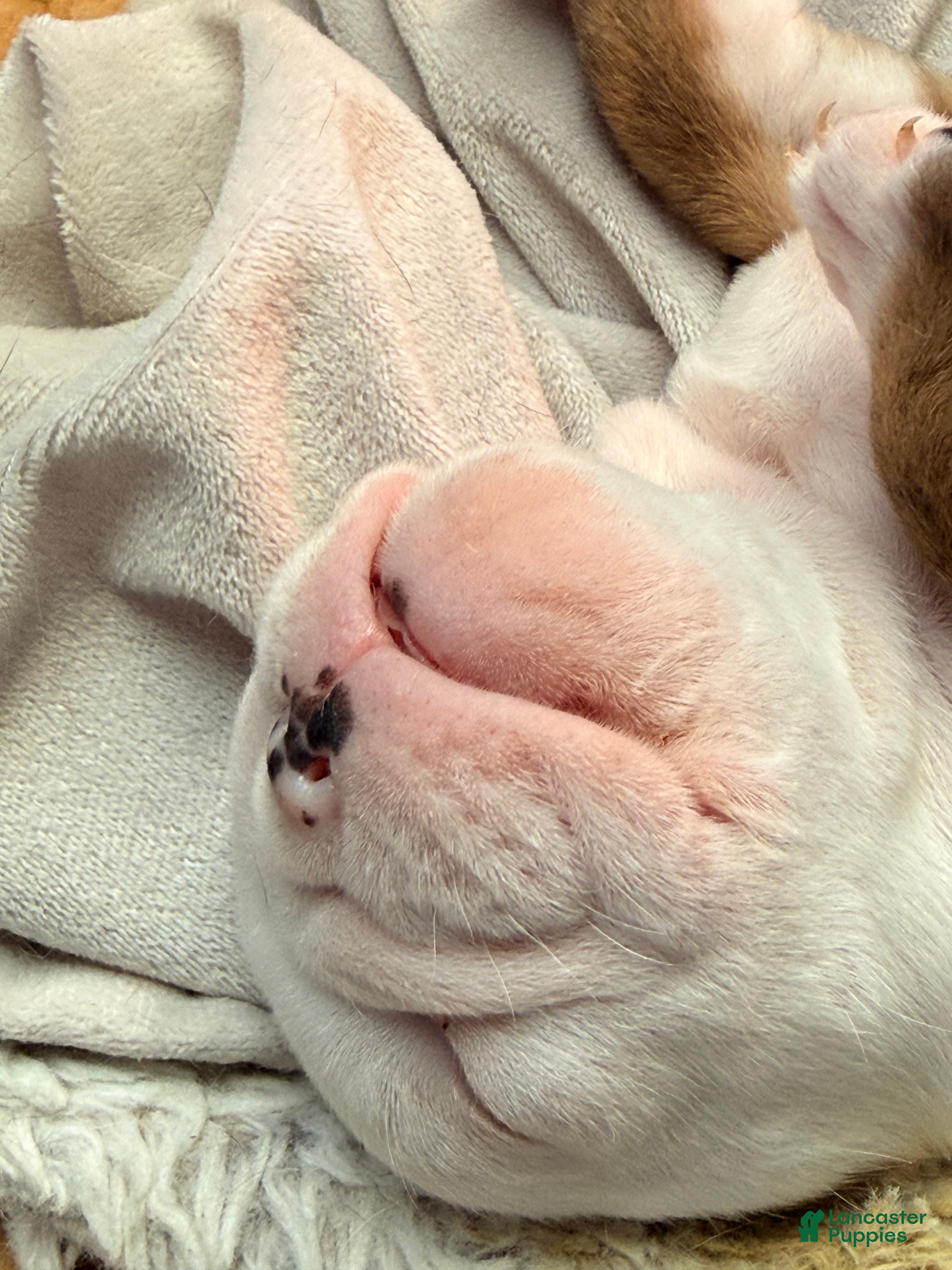 English Bulldog dogs Chester - Ad 6