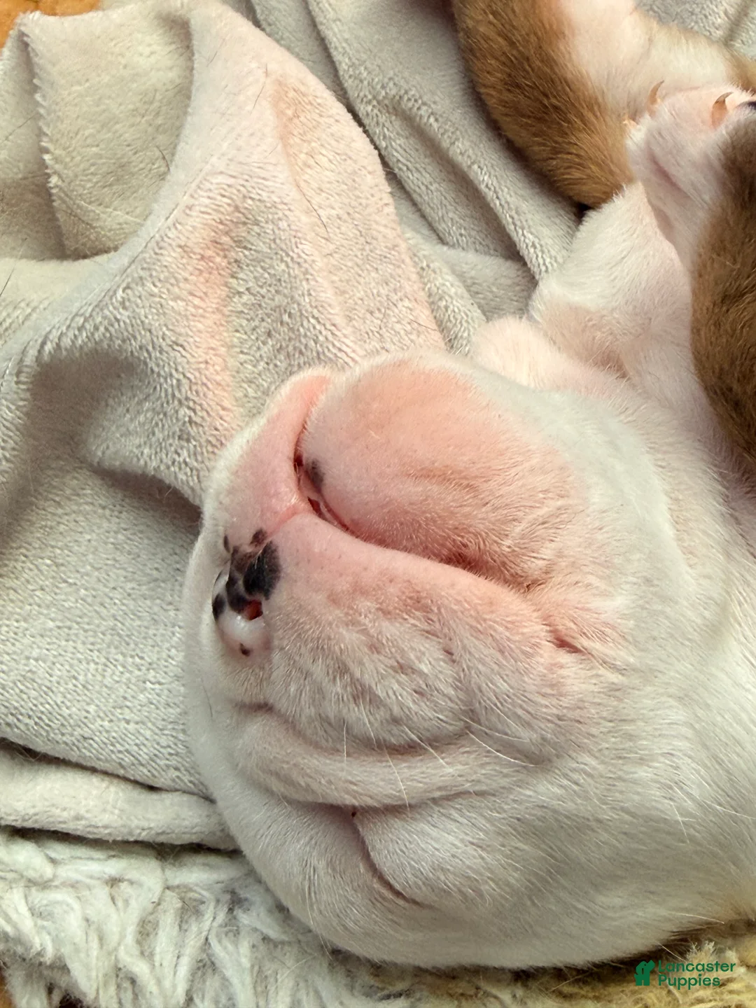 English Bulldog dogs for sale: Chester - Ad 1