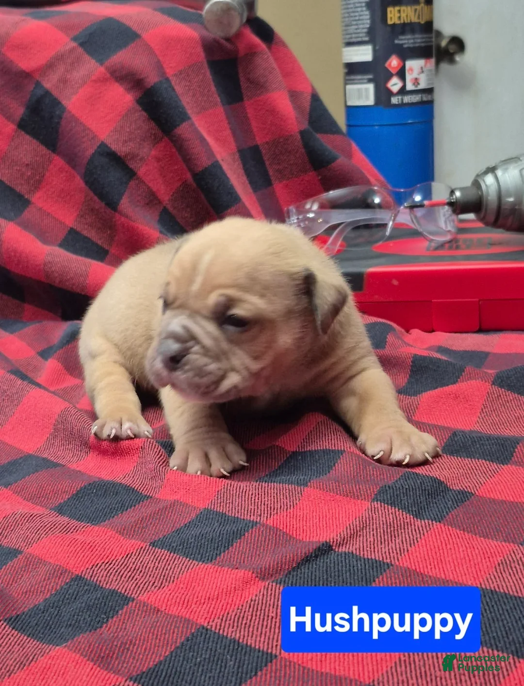 Olde English Bulldogge dogs for sale: Hushpuppy Olde English Bulldogge - Ad 1