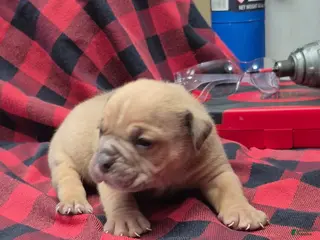 Olde English Bulldogge dogs Hushpuppy Olde English Bulldogge - Ad 2