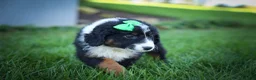 Mini Aussiedoodle dogs for sale: Landon💙 - Ad 5