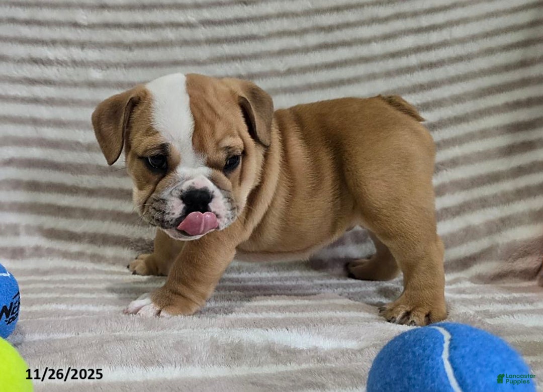 English Bulldog dogs for sale: Bear - Ad 6