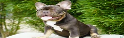 French Bulldog dogs for sale: Truffle - Ad 5
