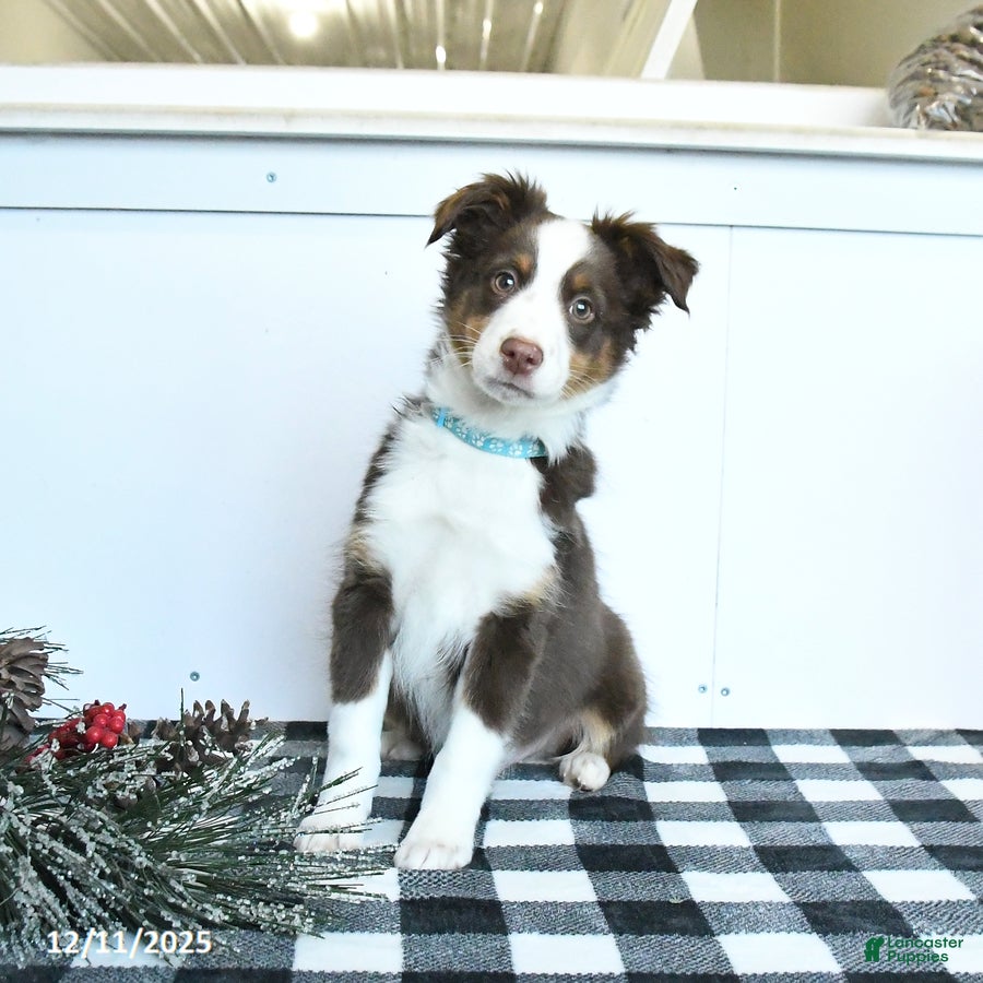 Miniature Australian Shepherd dogs Maverick - Ad 35