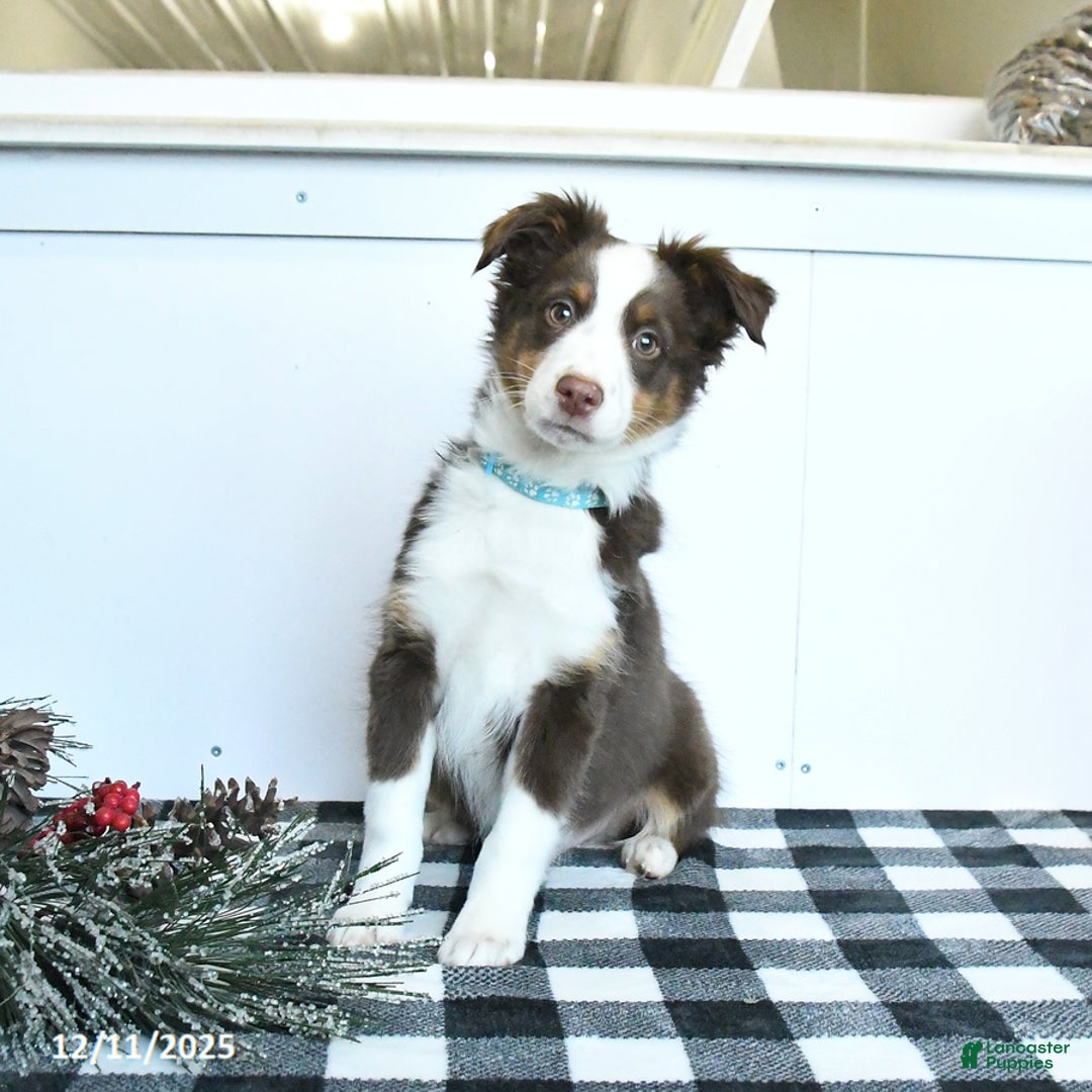 Miniature Australian Shepherd dogs for sale: Maverick - Ad 3