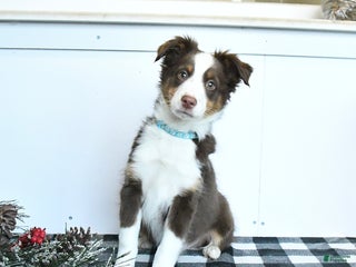 Miniature Australian Shepherd dogs Maverick - Ad 1